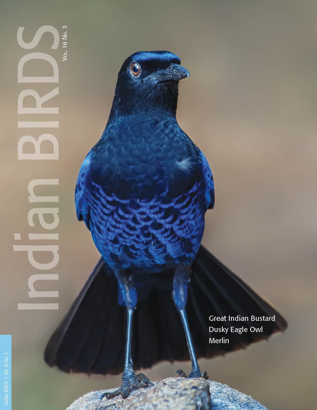 IB 16 | Categories | Indian Birds